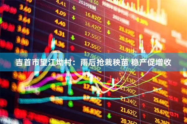 吉首市望江坳村：雨后抢栽秧苗 稳产促增收